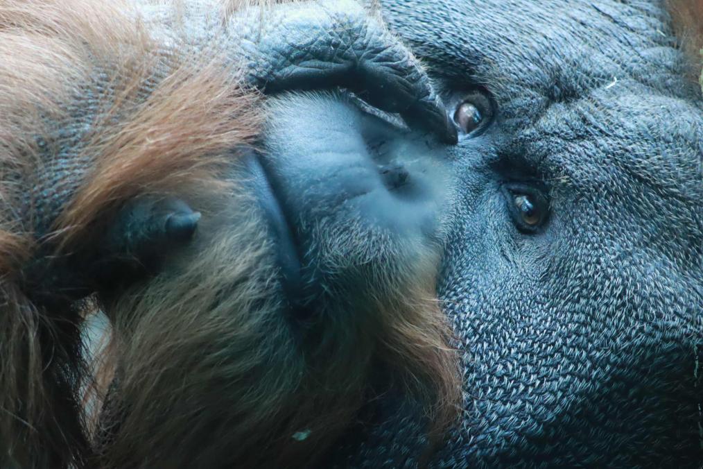 Jungle of the Apes - Sumatran Orangutan