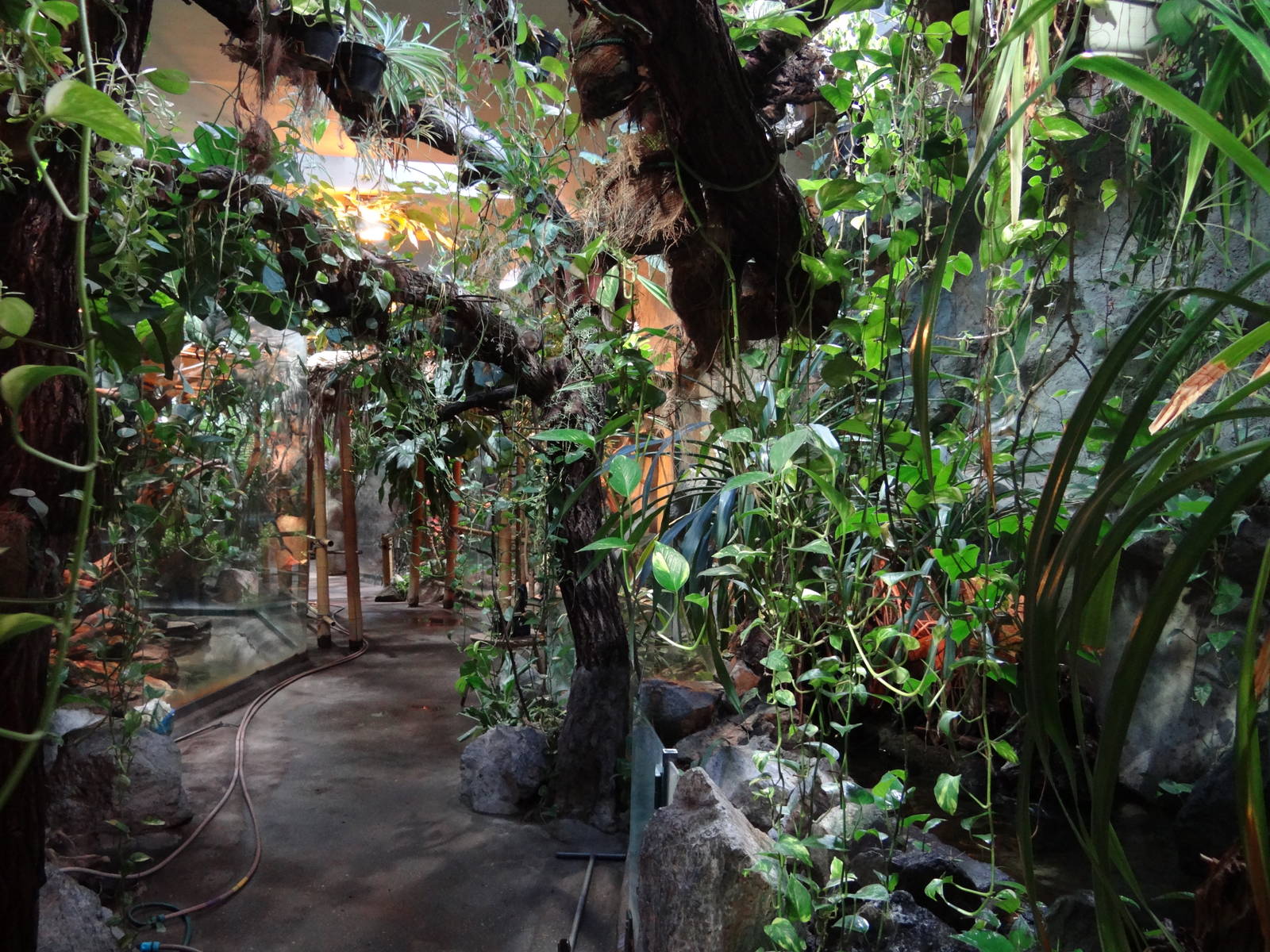 Jungle part of Reptile House
