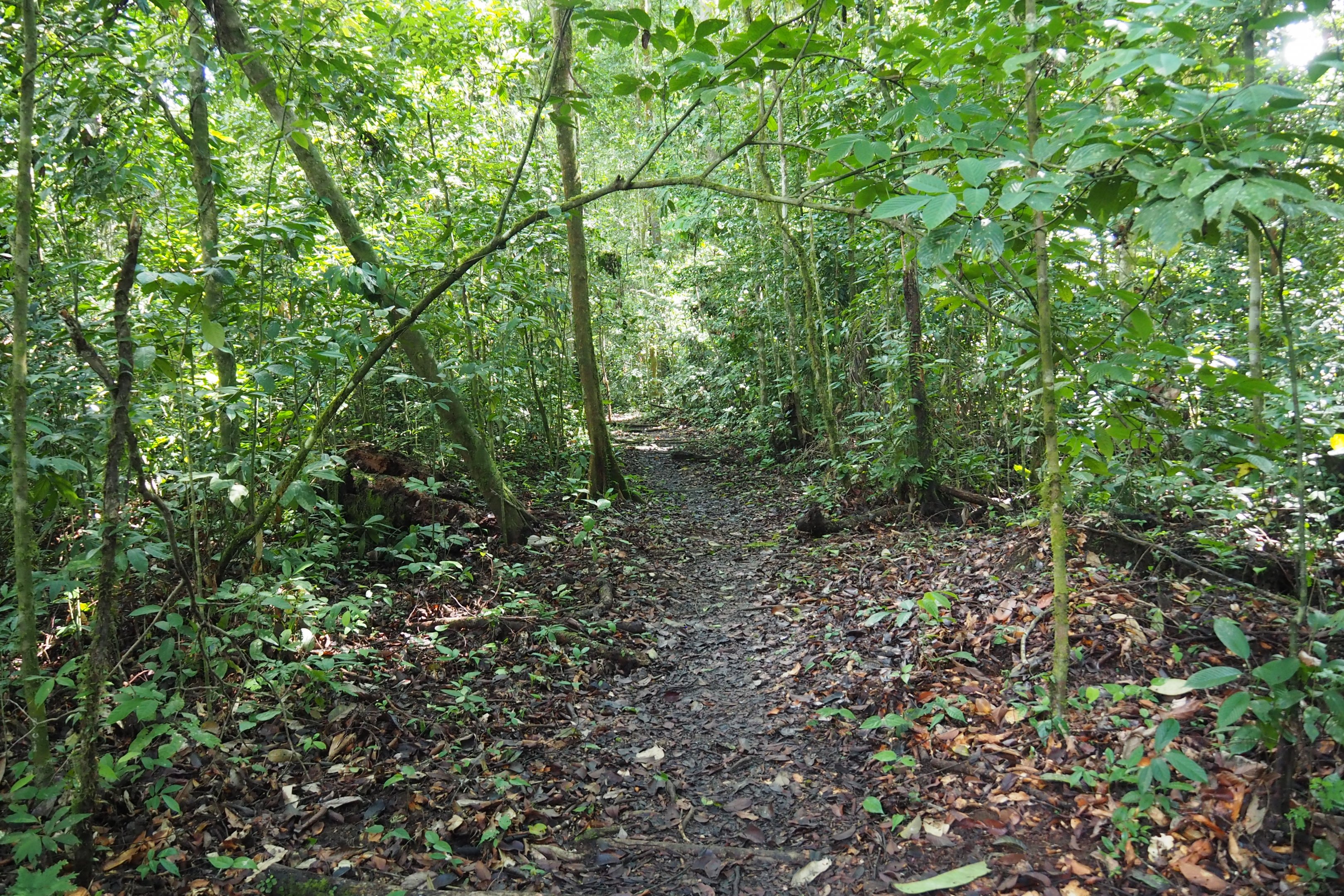Jungle Path  - Danum Valley, Sabah, Borneo