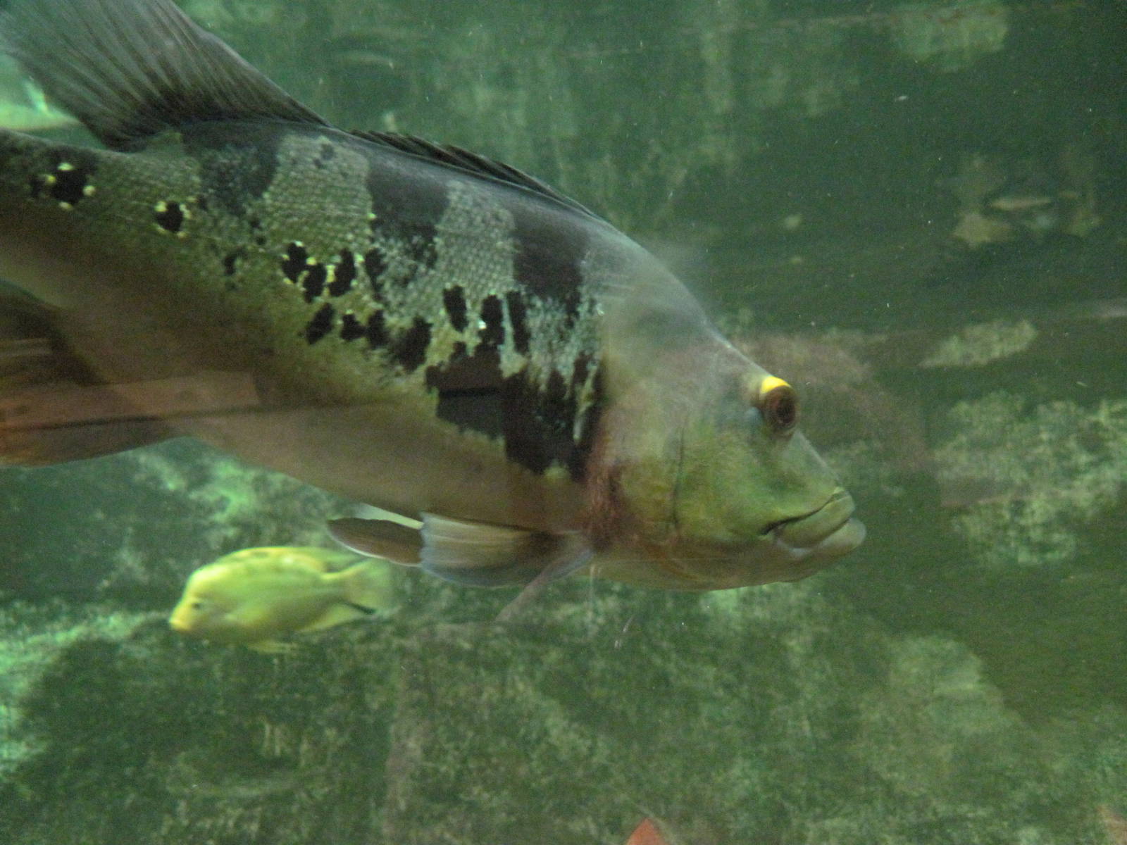 Jungle-Peacock Bass