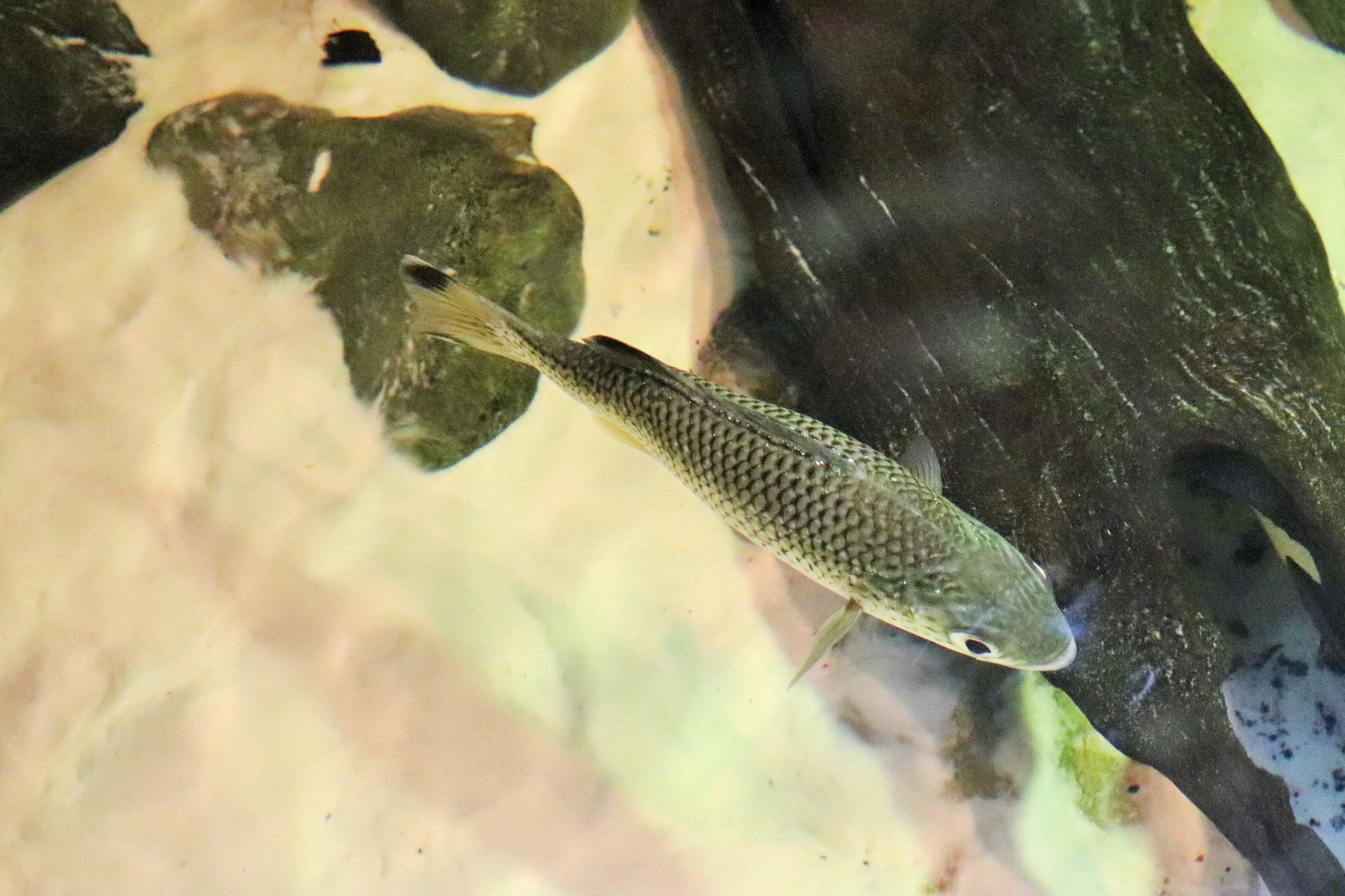 Jungle Perch (Kuhlia rupestris)