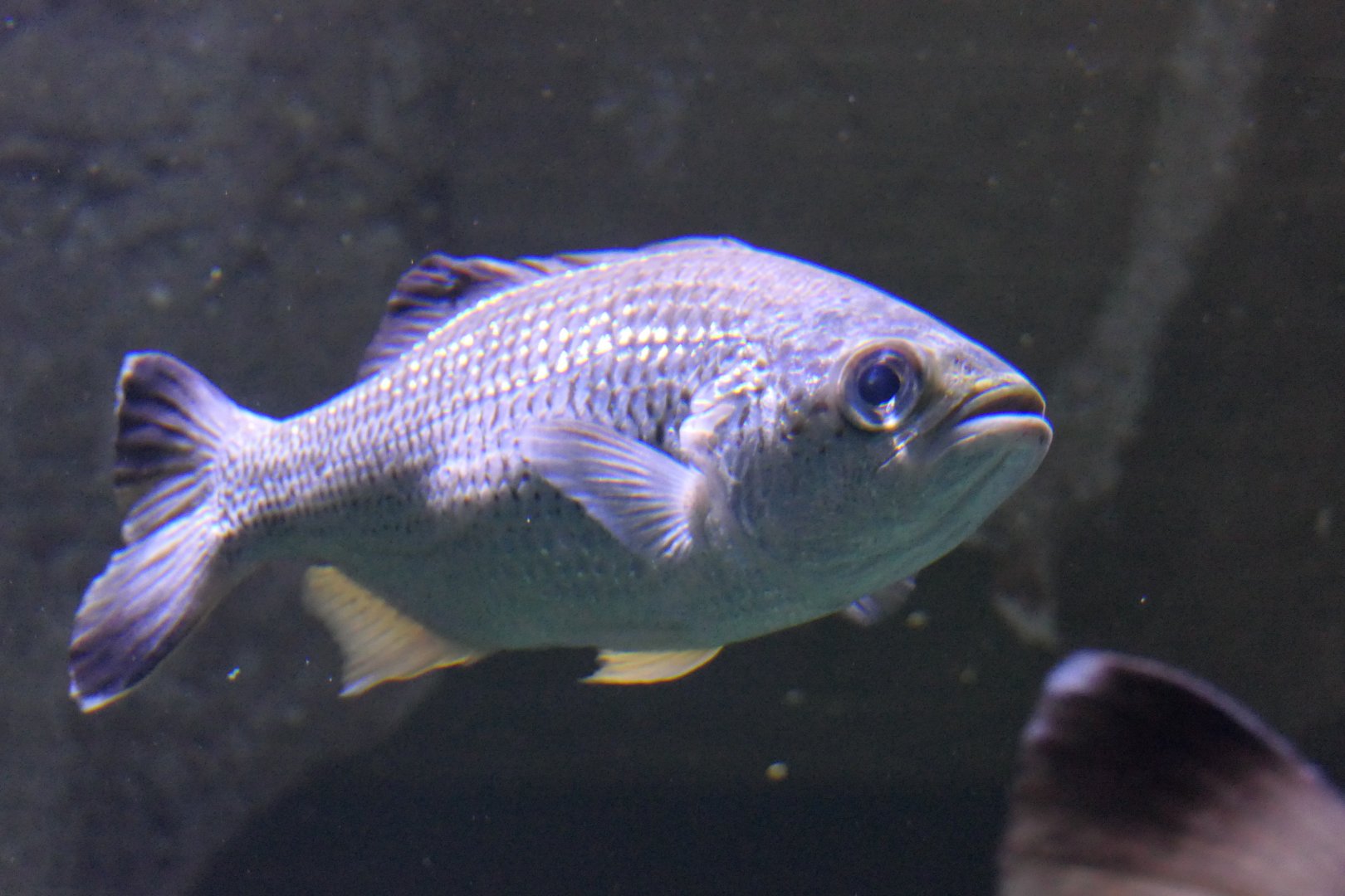 Jungle Perch (Kuhlia rupestris)