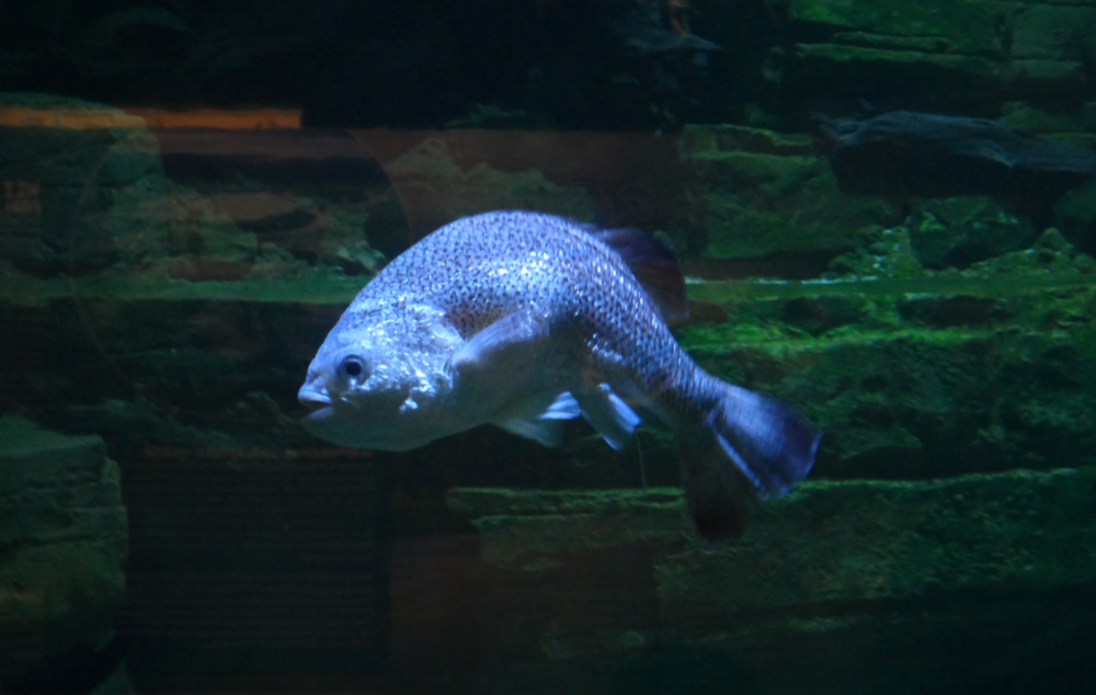 Jungle Perch with scoliosis