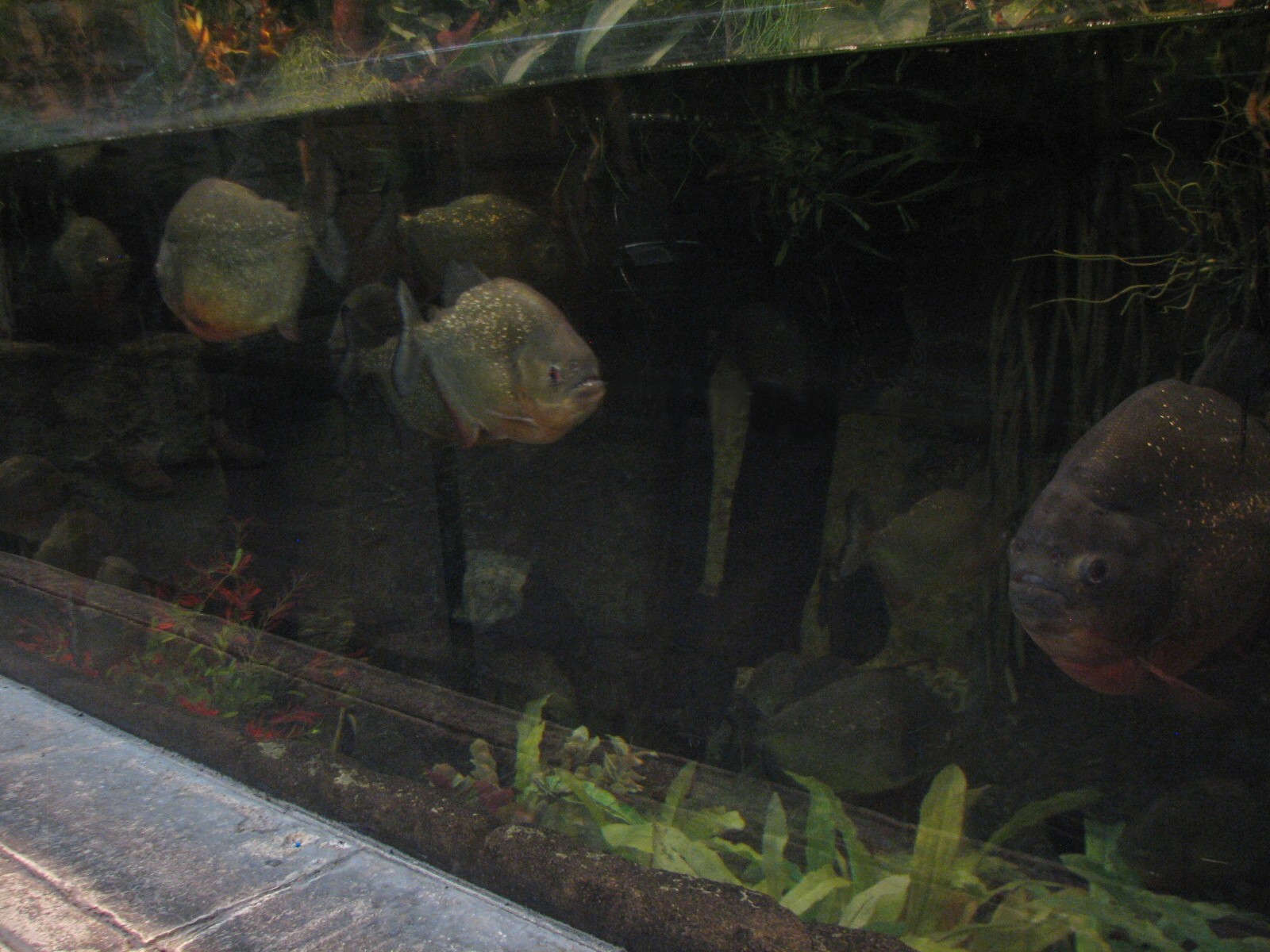 Jungle - Piranha Exhibit