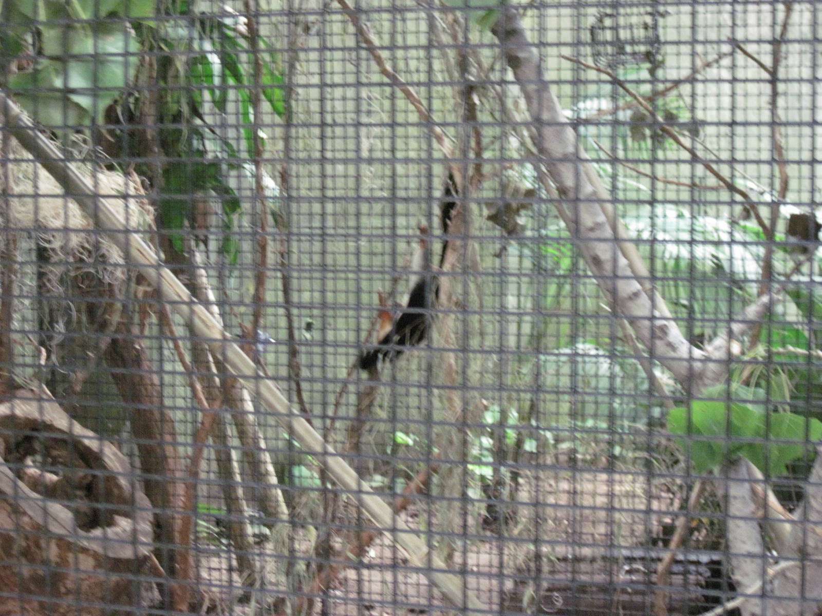 Jungle-Prevost's Squirrel Exhibit