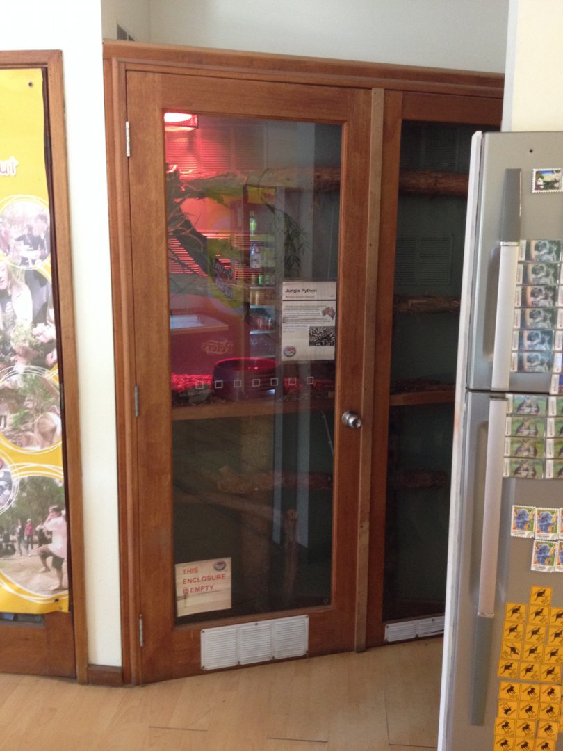 Jungle Python exhibit