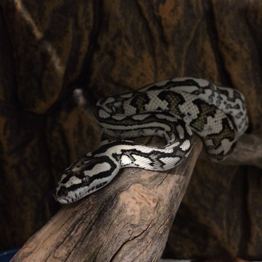 Jungle Python