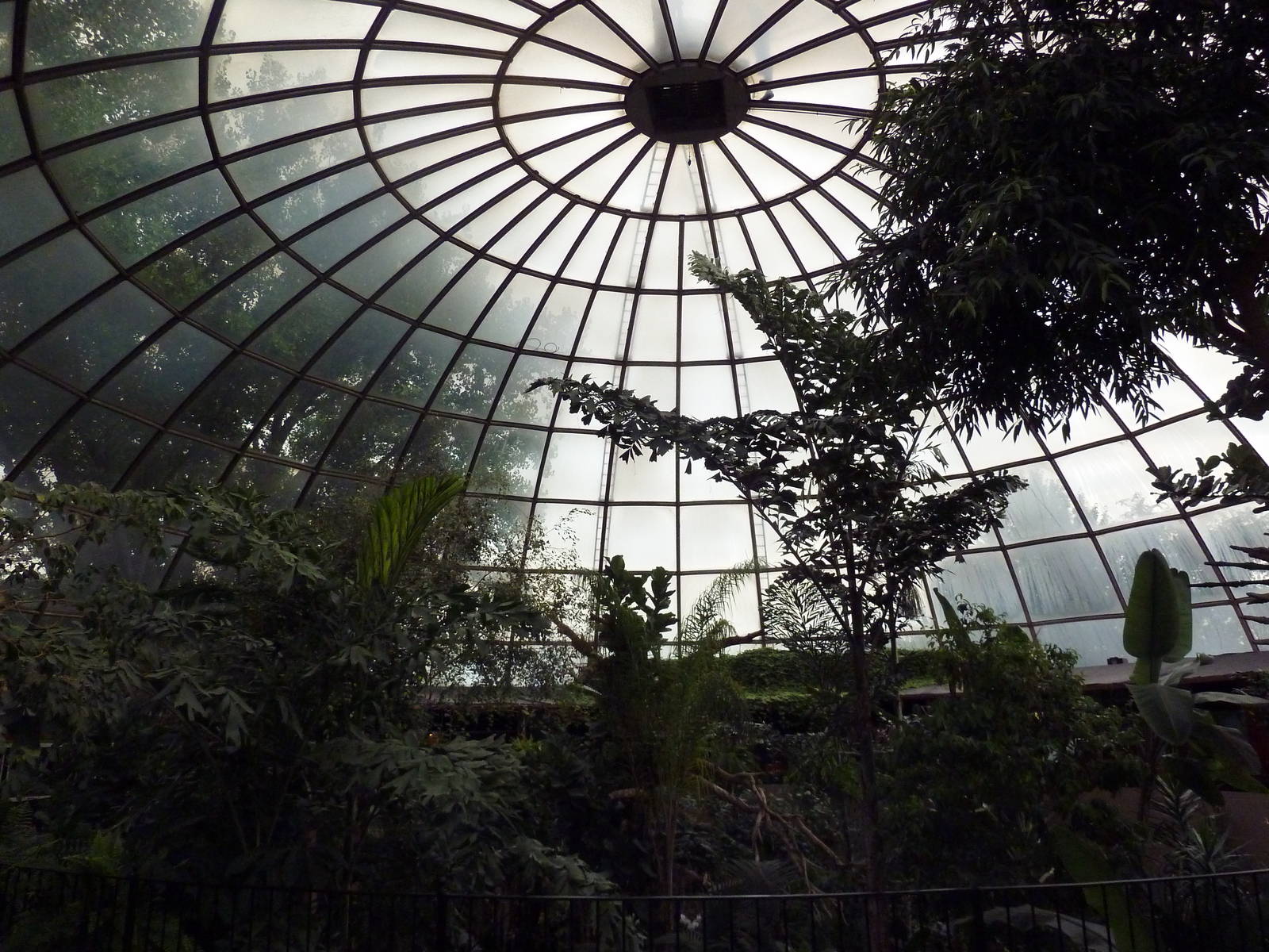 Jungle Roof