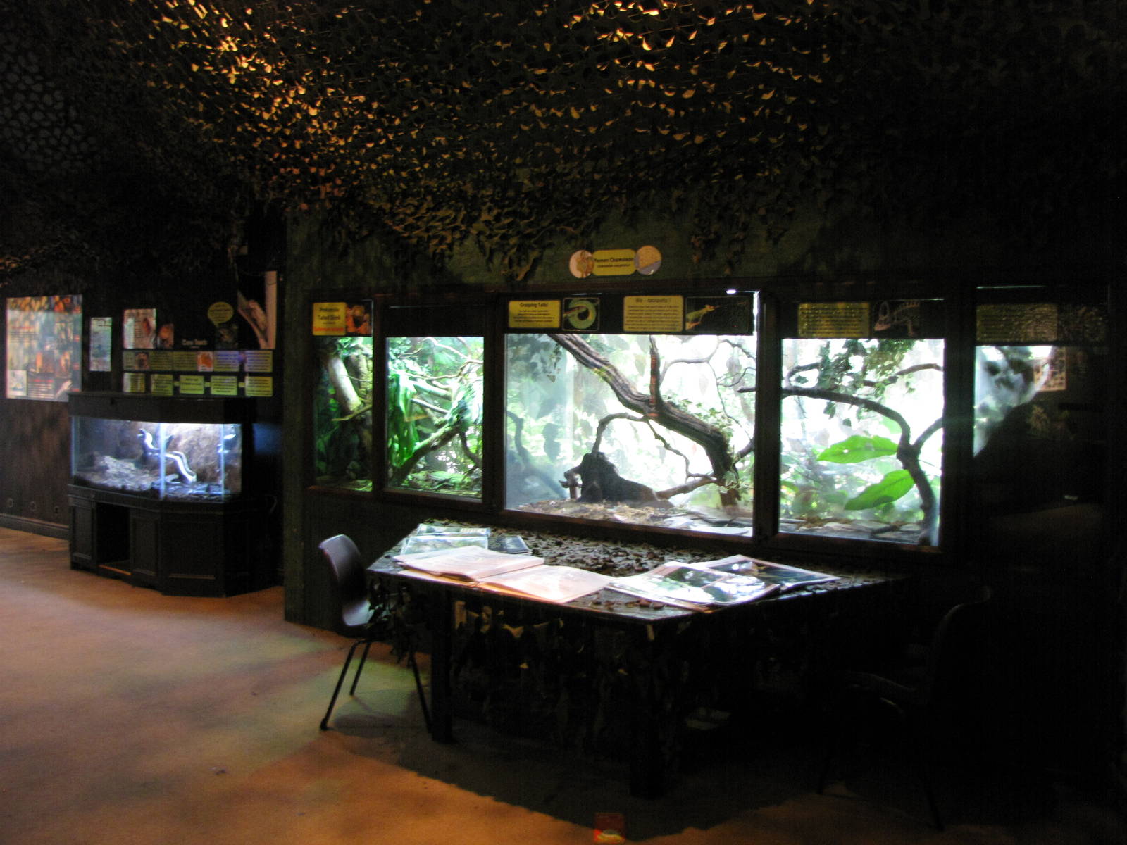 Jungle room exhibit for skink and Yemen chameleon