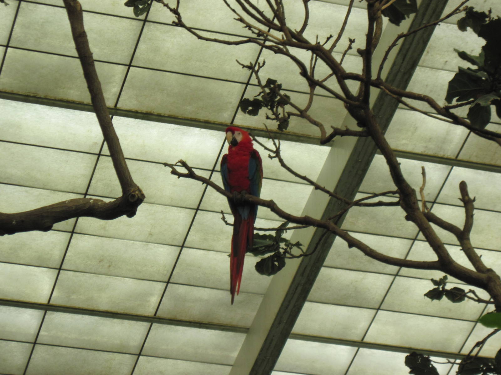 Jungle-Scarlet Macaw