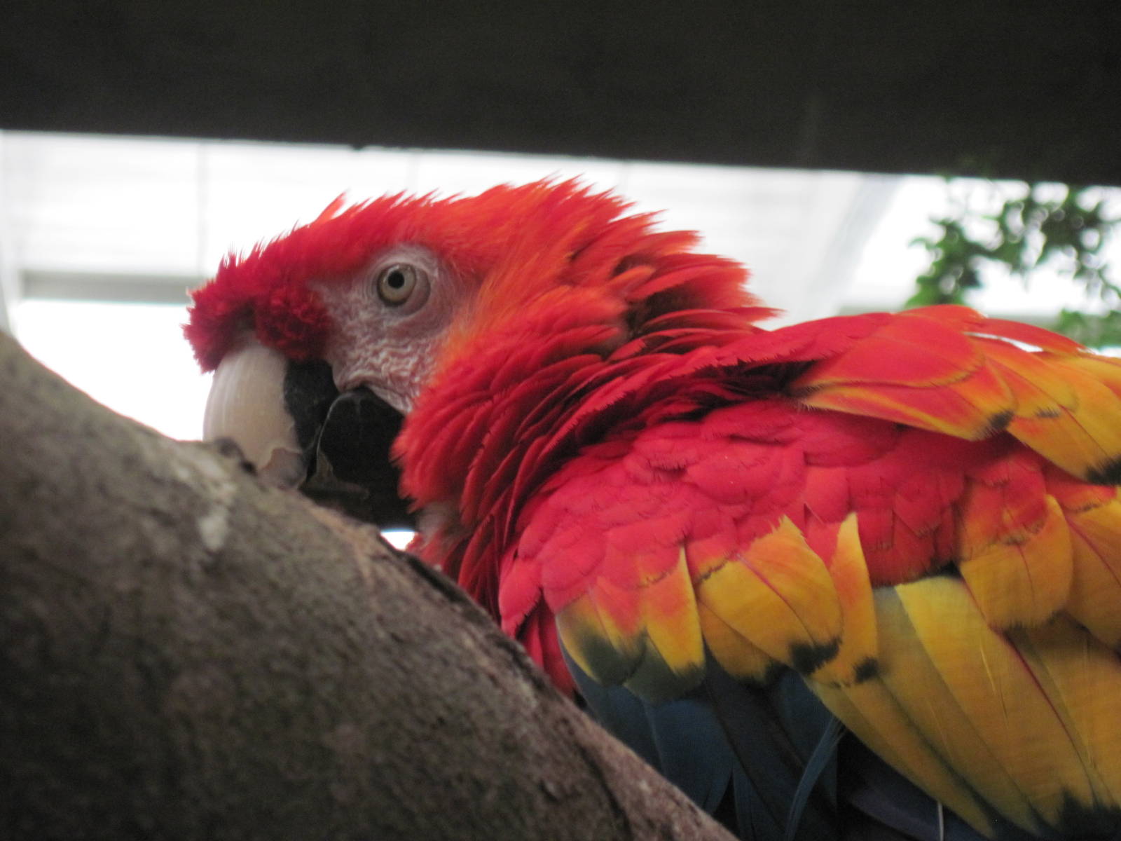 Jungle-Scarlet Macaw