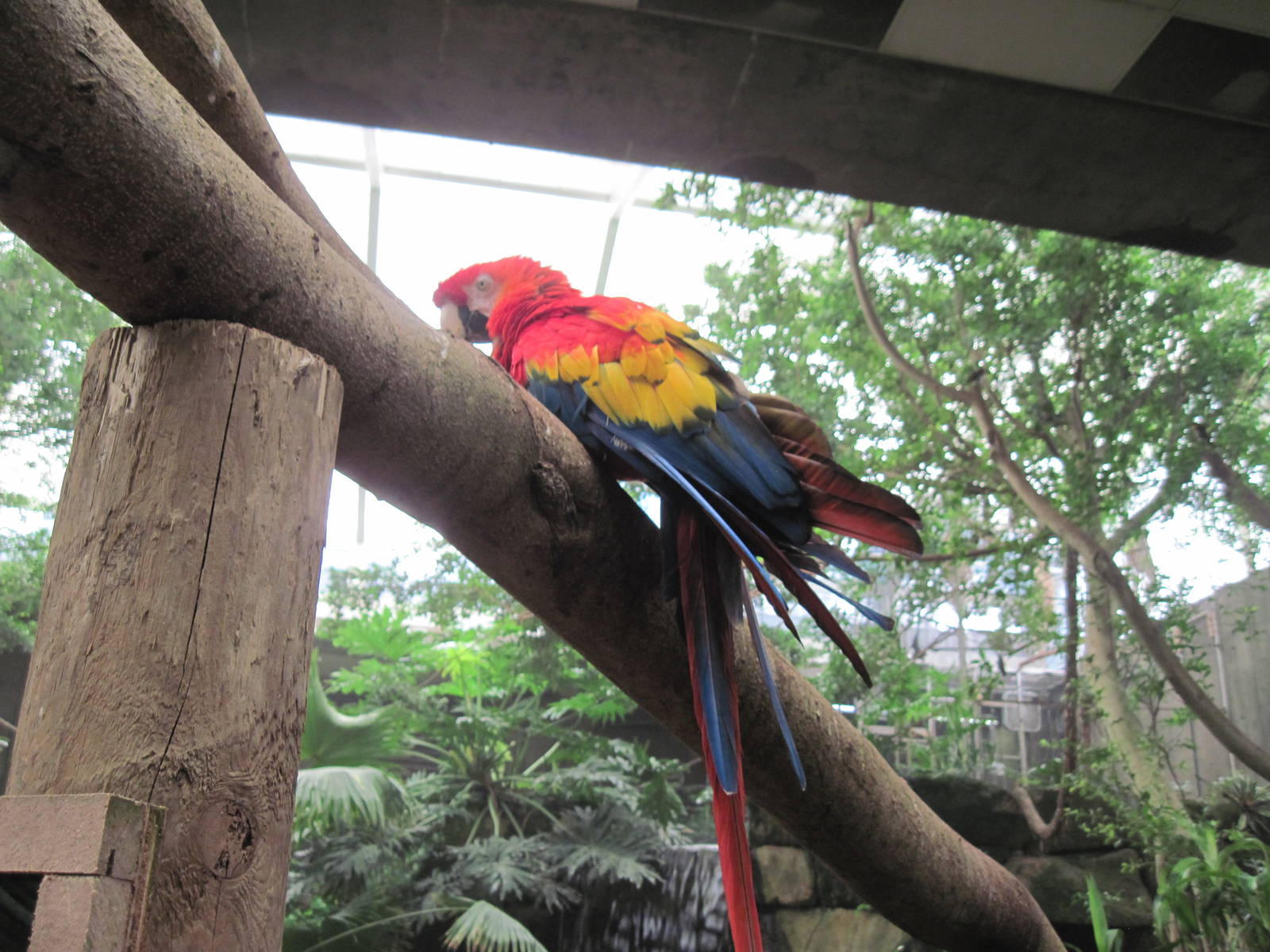 Jungle-Scarlet Macaw
