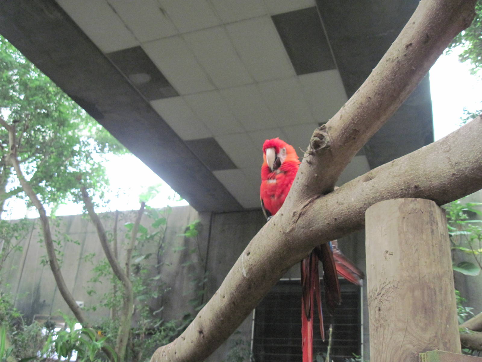 Jungle-Scarlet Macaw