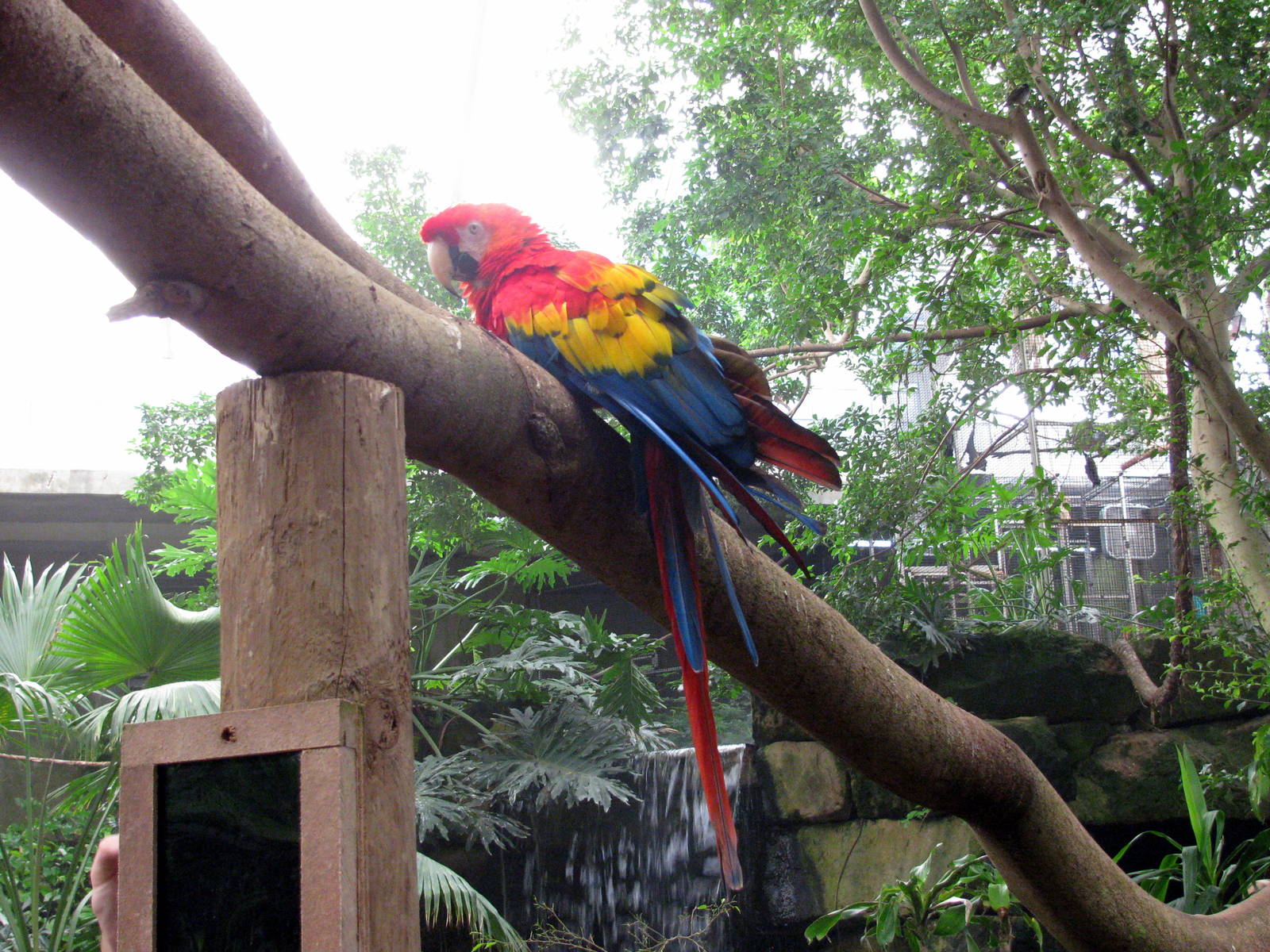 Jungle-Scarlet Macaw