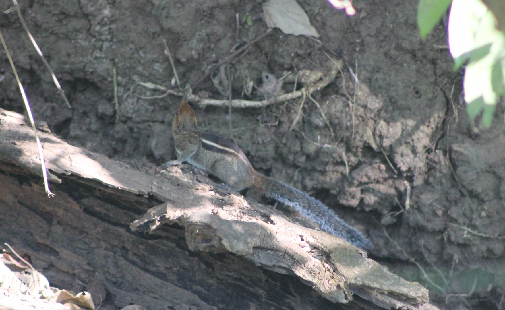 Jungle Striped Squirrel (Funambulus tristriatus)