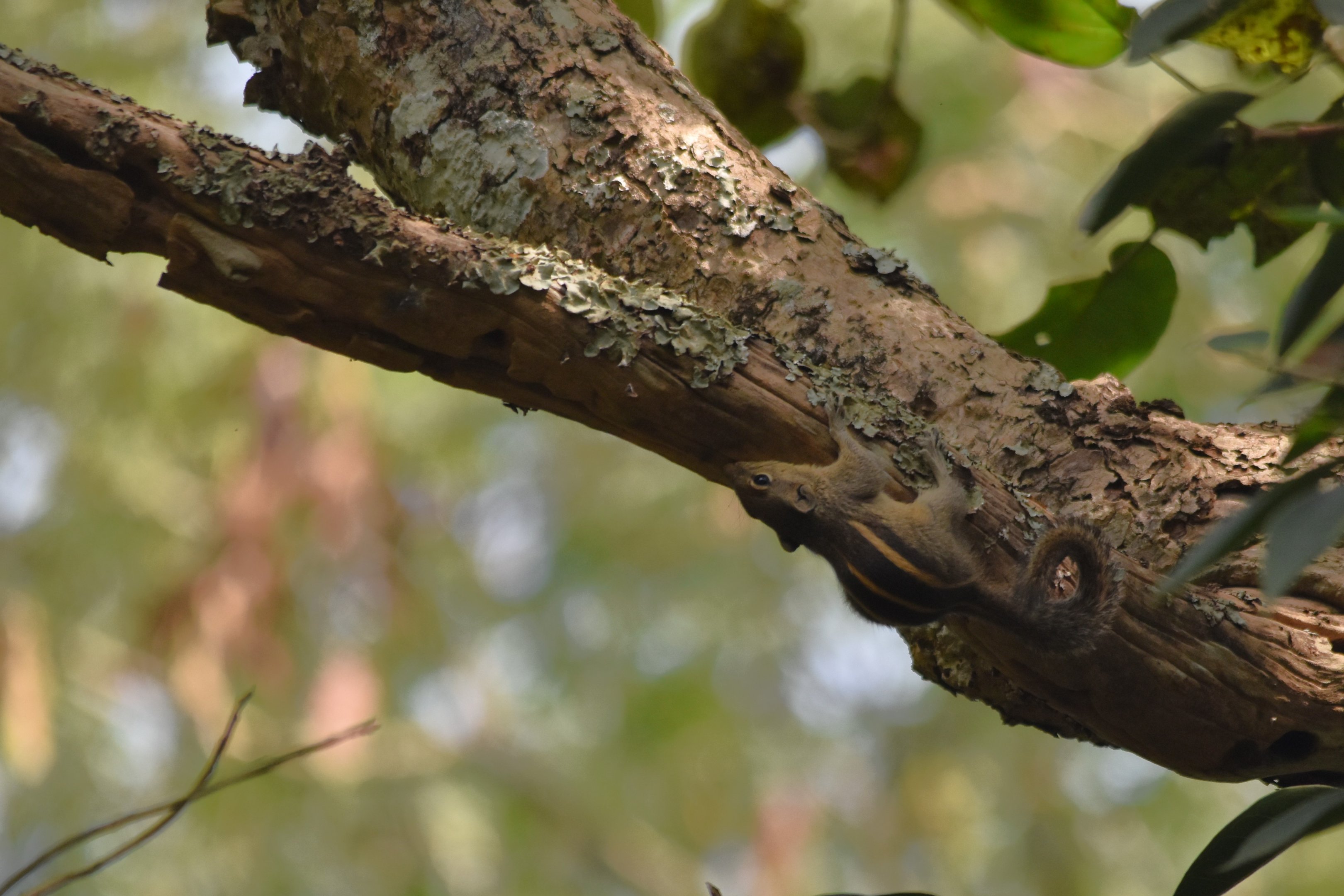 Jungle Striped Squirrel, Kabini River Lodge, 18th November 2024