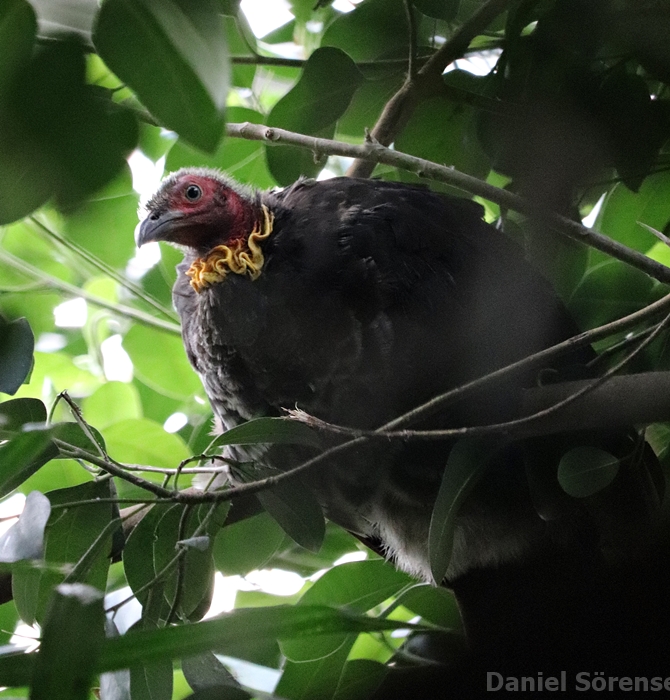 Jungle Trail - Australian brushturkey (Alectura lathami lathami)