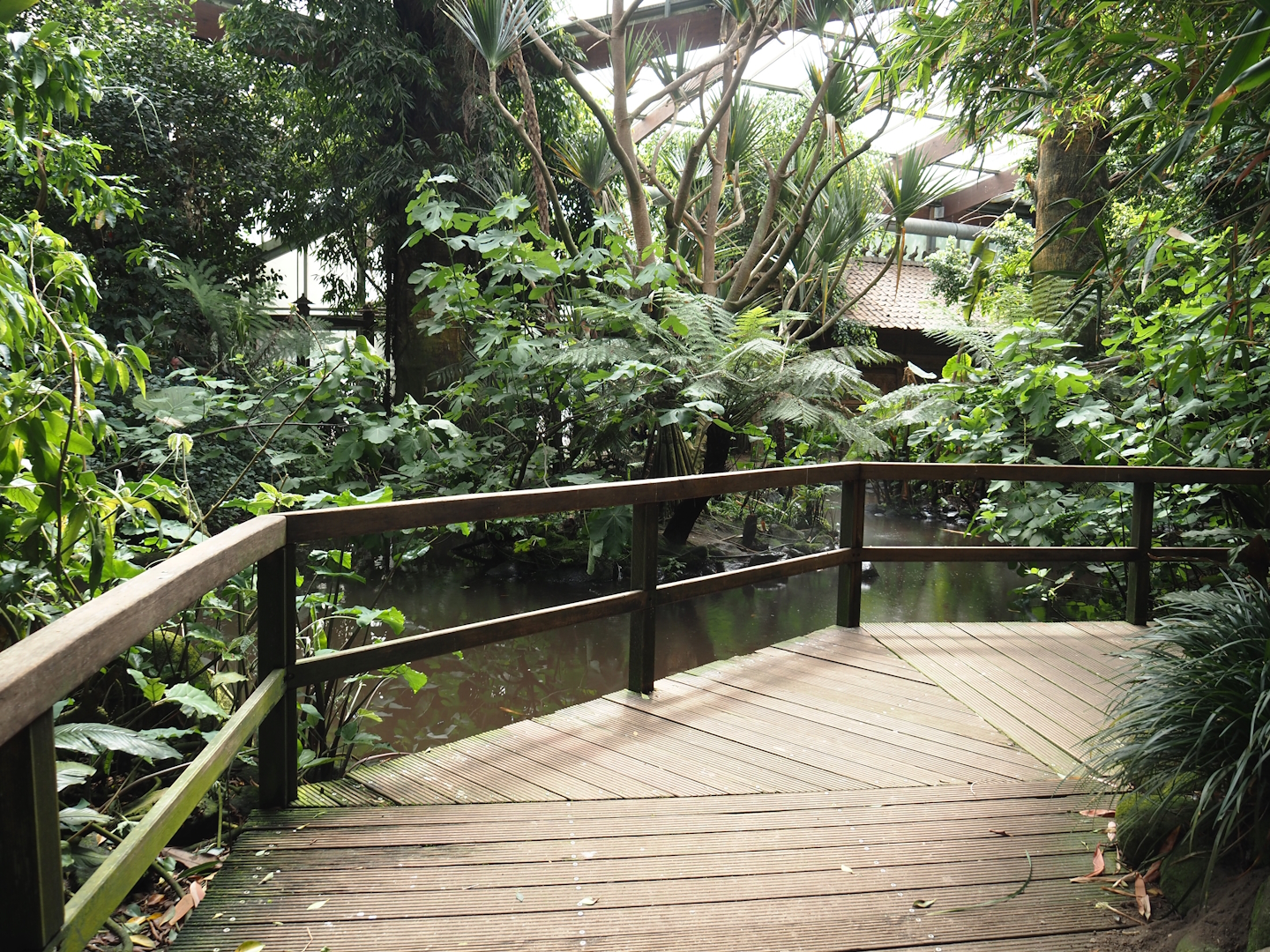 Jungle Trail - Boardwalk and pond with island with Pandanus tectorius, 2024-05-23