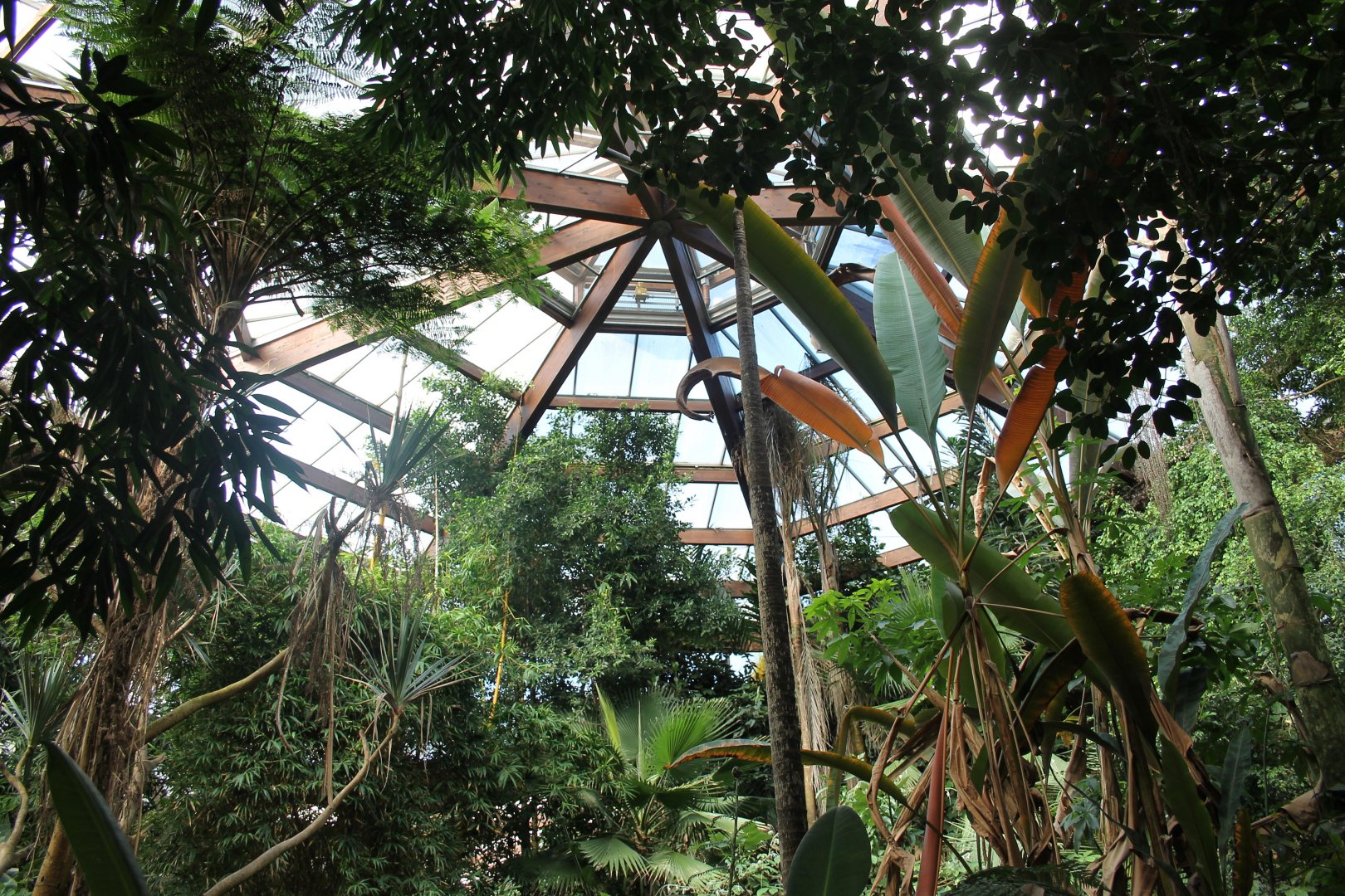 "Jungle trail" from the inside. (24/3-19)