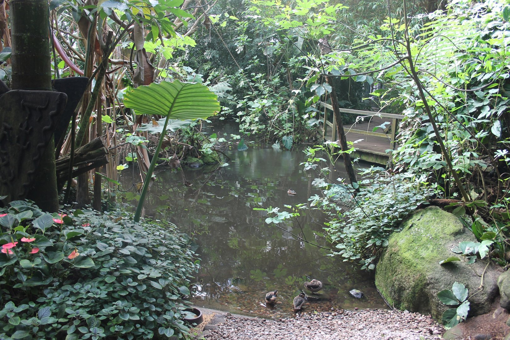 "Jungle trail" from the inside. (24/3-19)