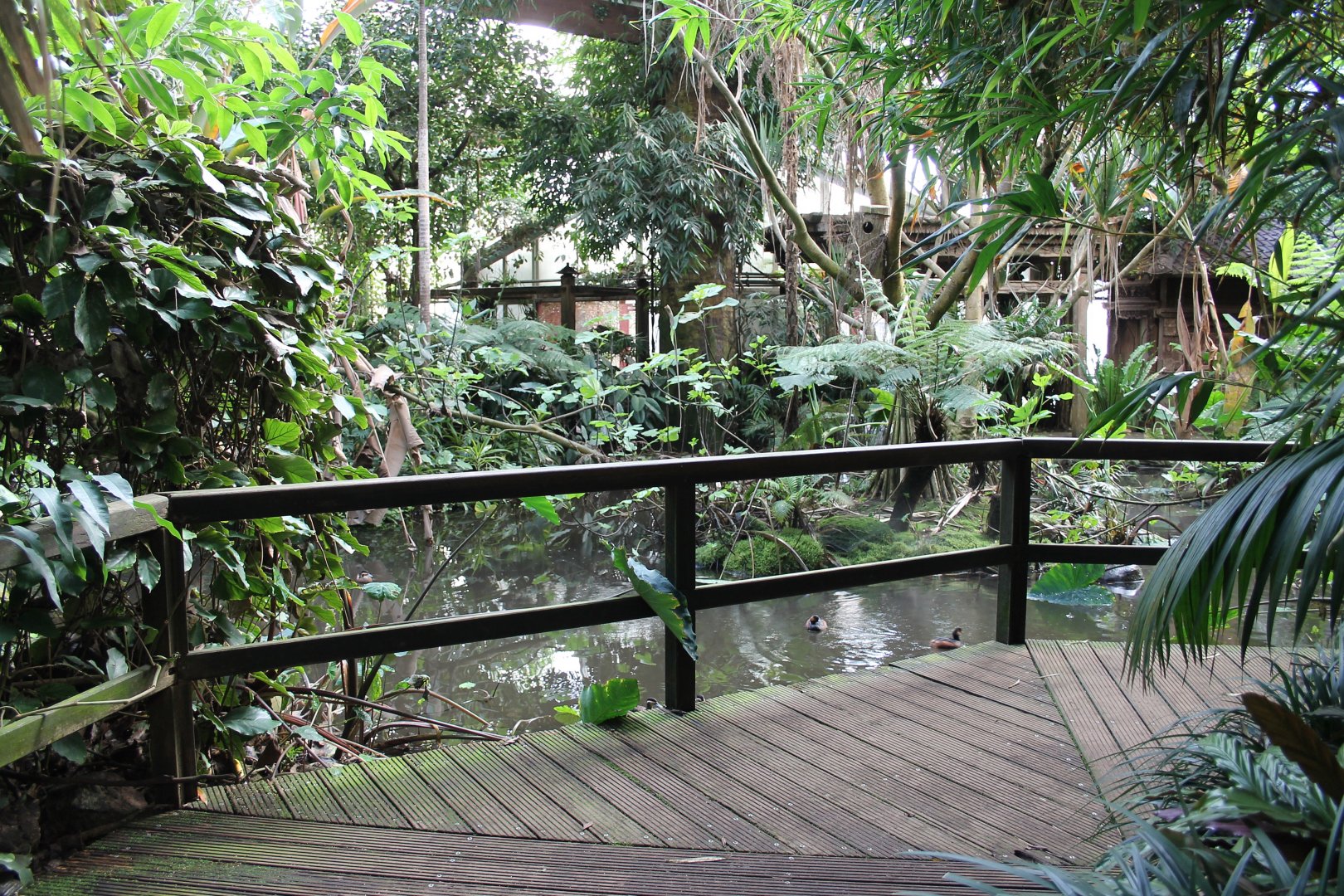 "Jungle trail" from the inside. (24/3-19)