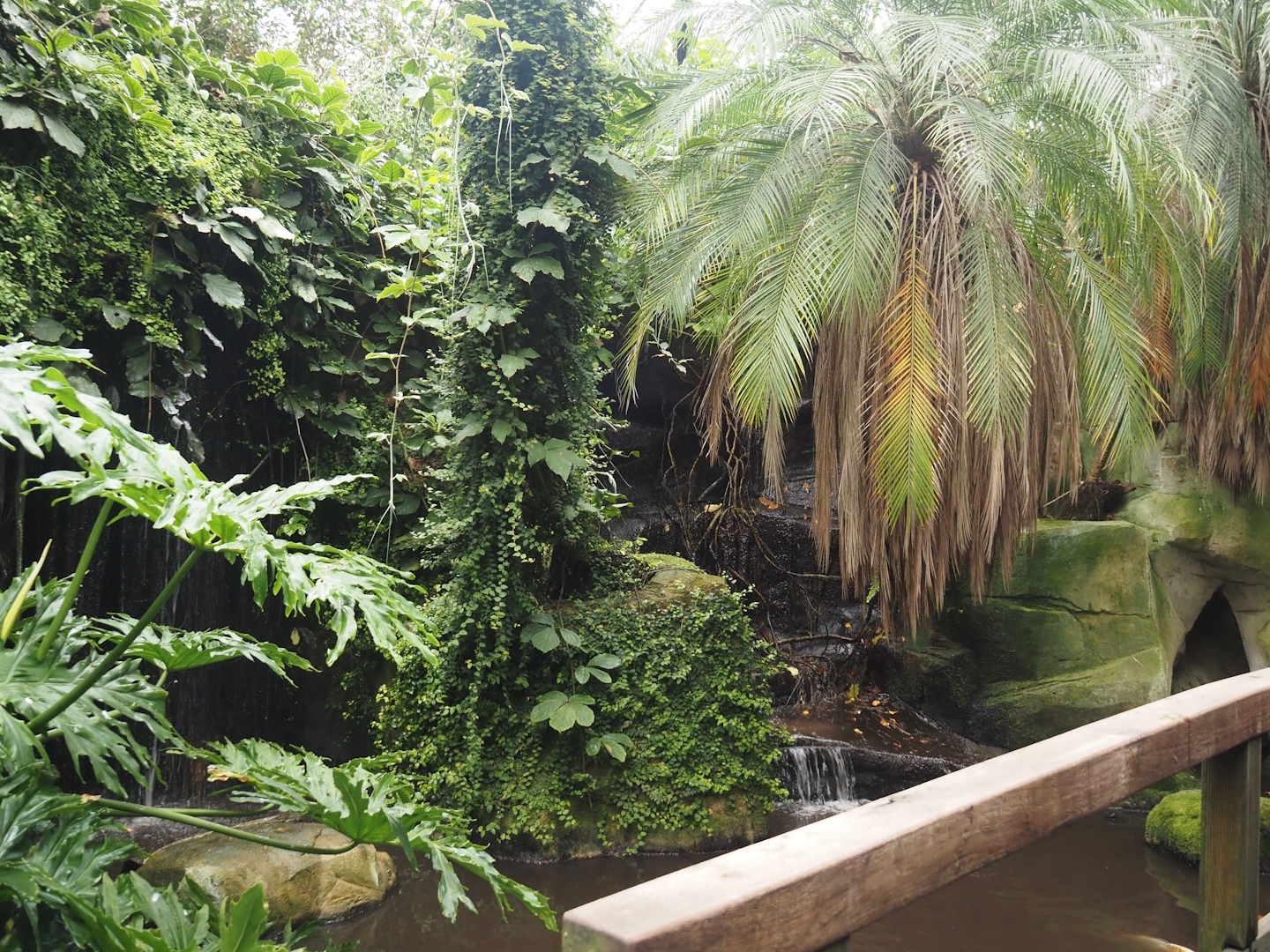 Jungle Trail - Koi pond and waterfalls, 2024-05-22