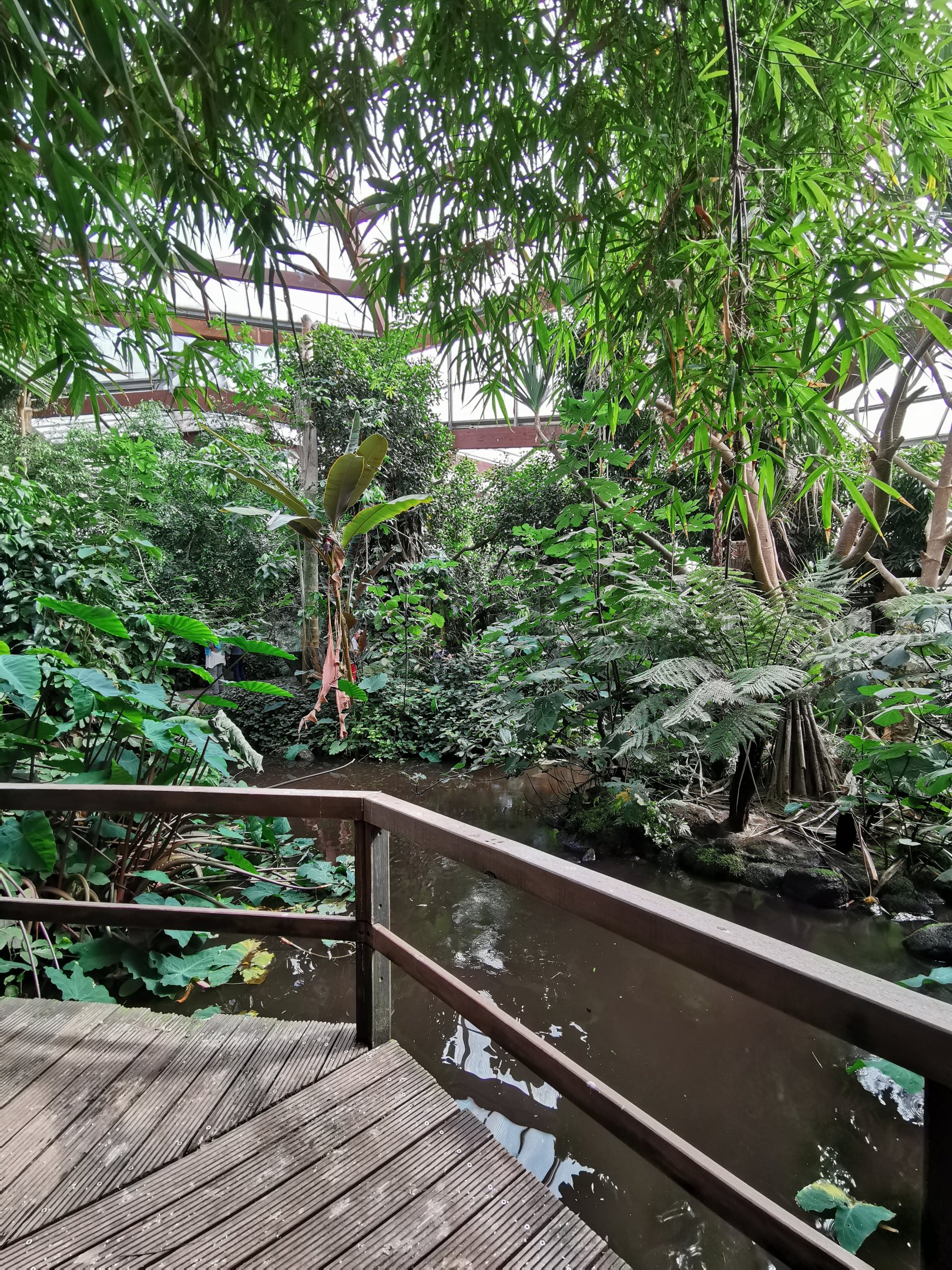 Jungle Trail - Large pond with dock