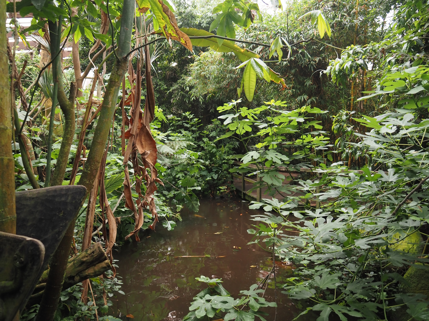 Jungle Trail - Pond, 2024-05-22