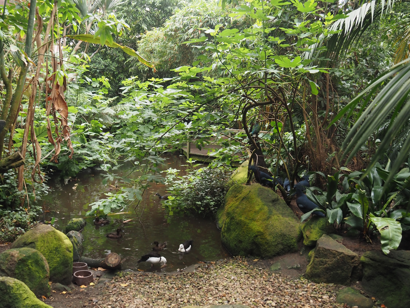 Jungle Trail - Pond, 2024-05-22