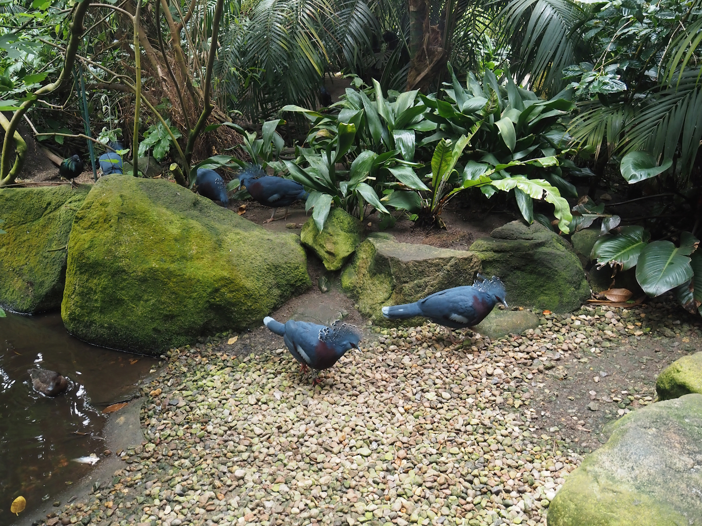 Jungle Trail - Rocky beach area, 2024-05-22