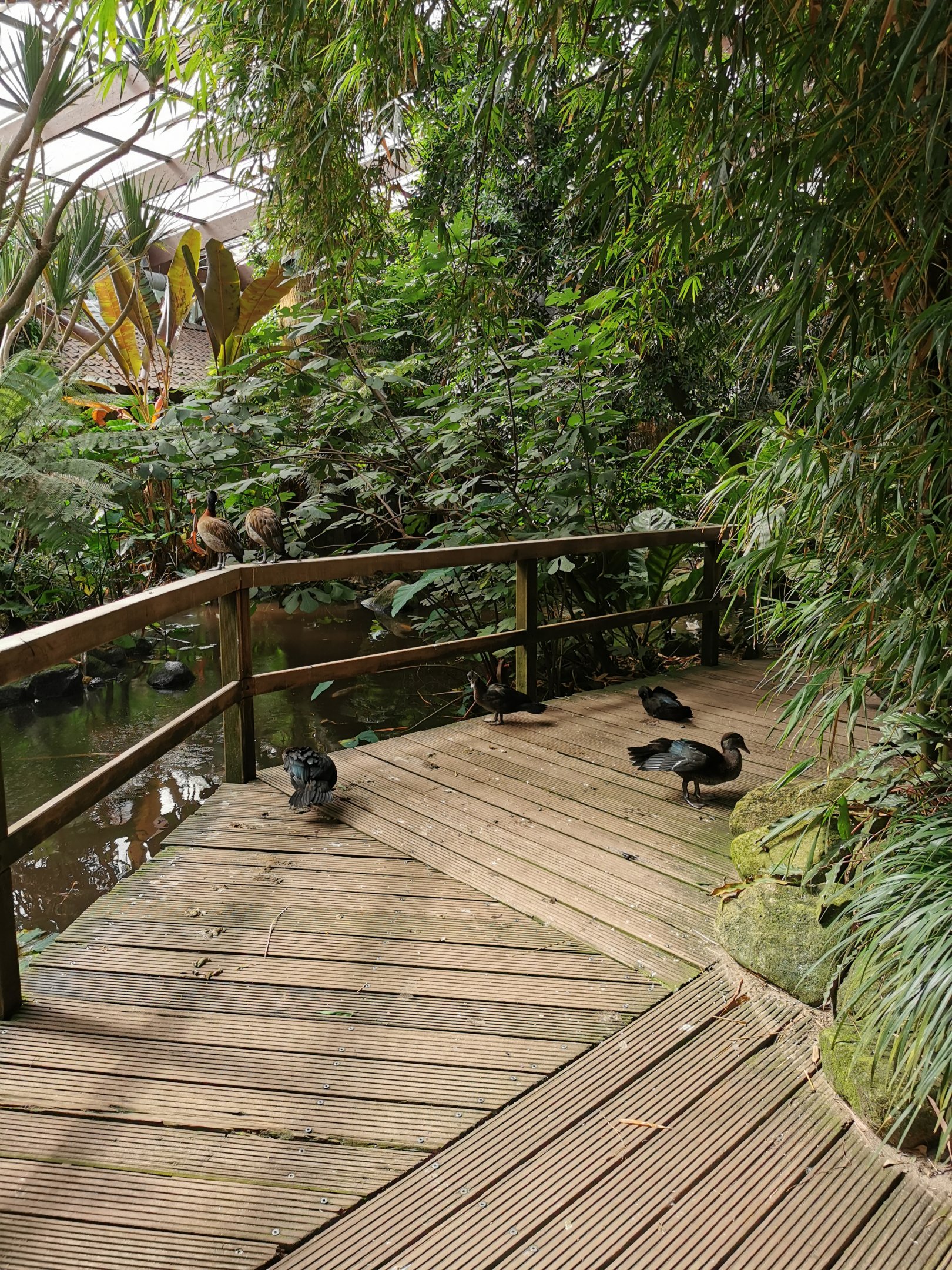 Jungle Trail - The dock, with ducks