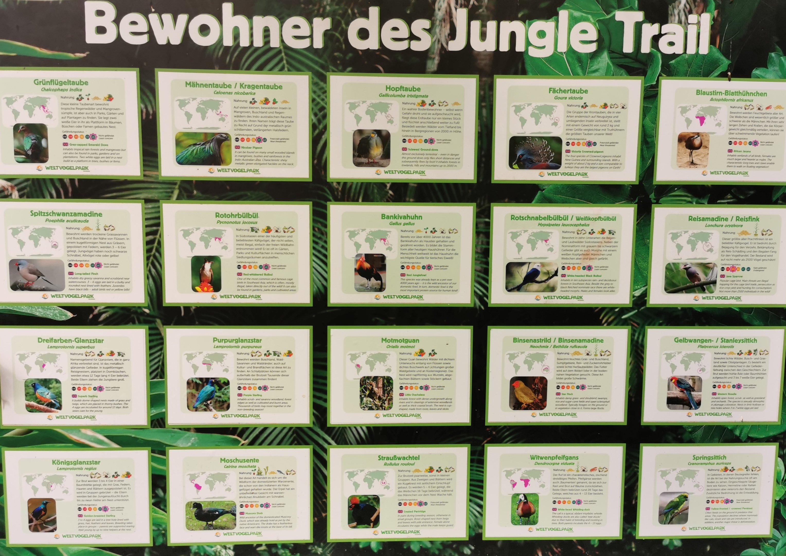 Jungle Trail, updated sign.