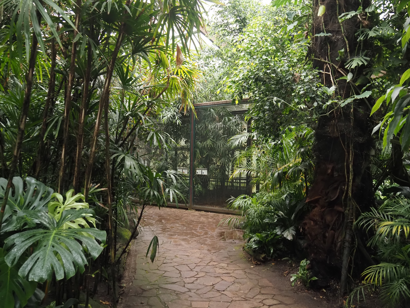Jungle Trail - View towards aviaries, 2024-05-22