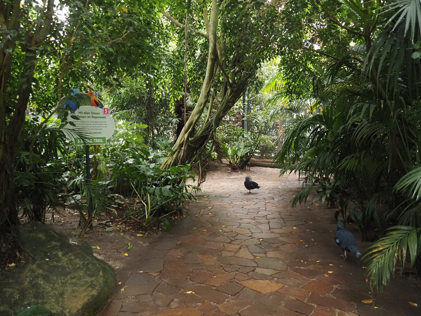 Jungle Trail walkway, 2024-05-22