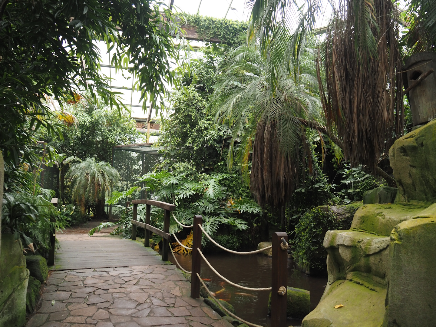 Jungle Trail - Walkway and pond with koi, 2024-05-22