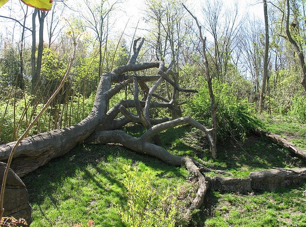 Jungle Trails-Africa-Bonobo Exhibit