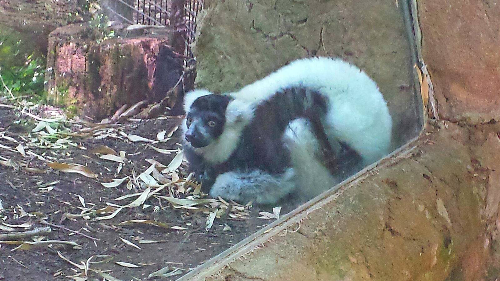 Jungle Trails - Africa