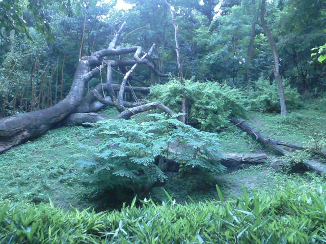 Jungle Trails- African Animals Trail- Best Bonobo exhibit in the U.S.?