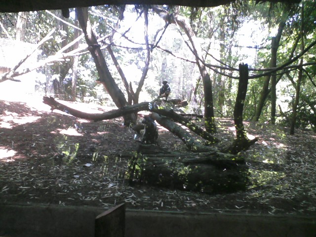 Jungle Trails- Angolan Colobus Exhibit