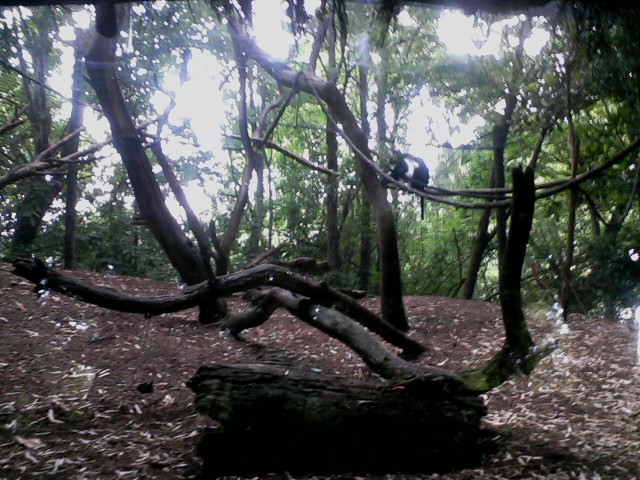 Jungle Trails- Angolan Colobus exhibit
