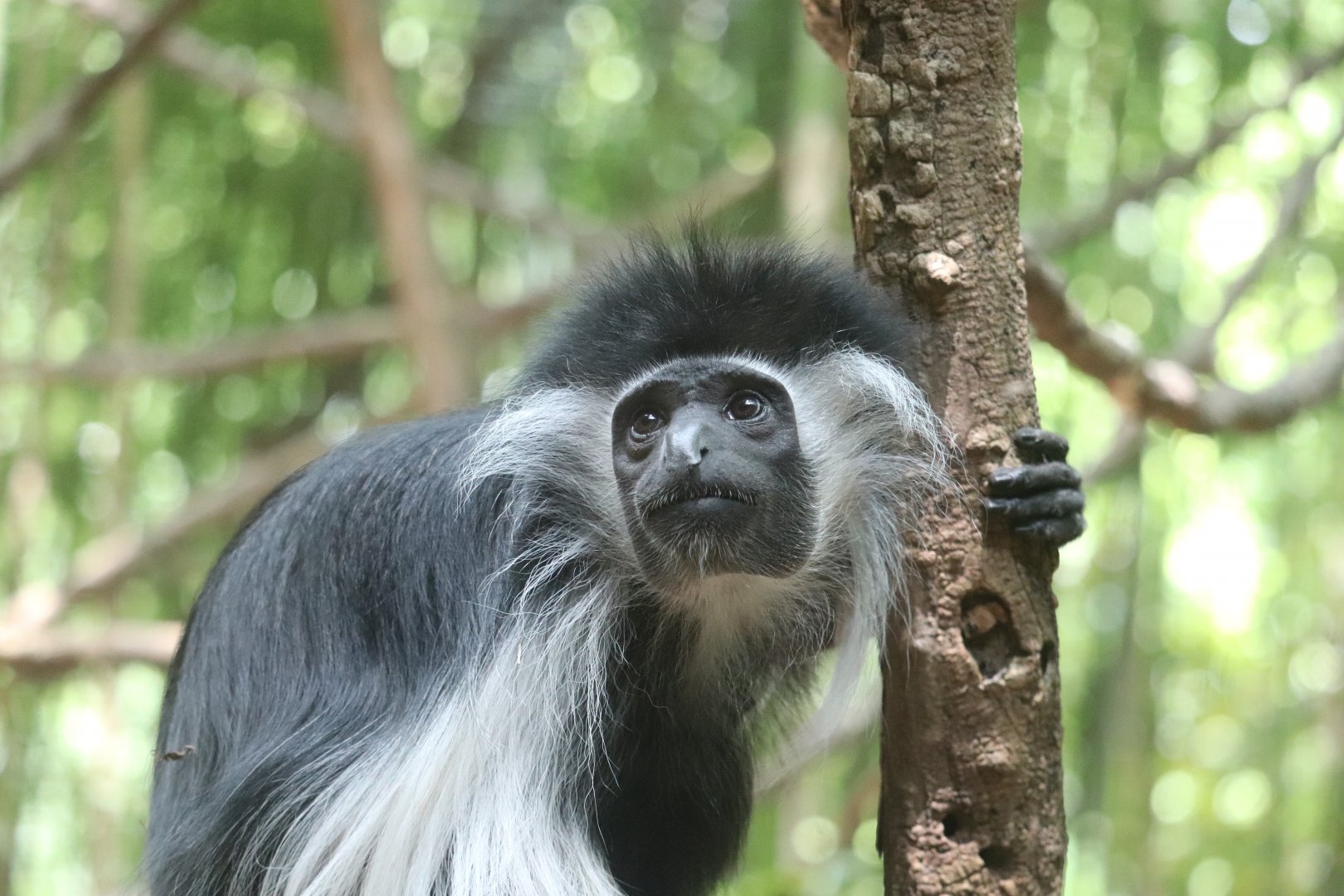 Jungle Trails - Angolan Colobus Monkey