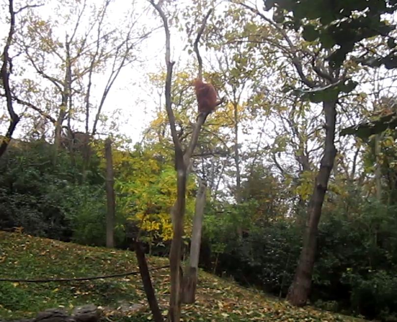 Jungle Trails-Asia-Lana in a tree