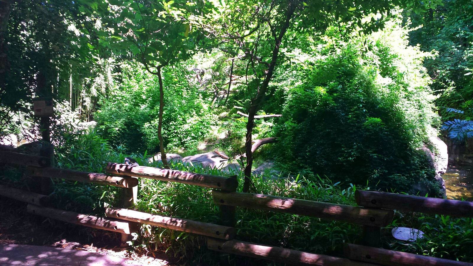 Jungle Trails - Asia