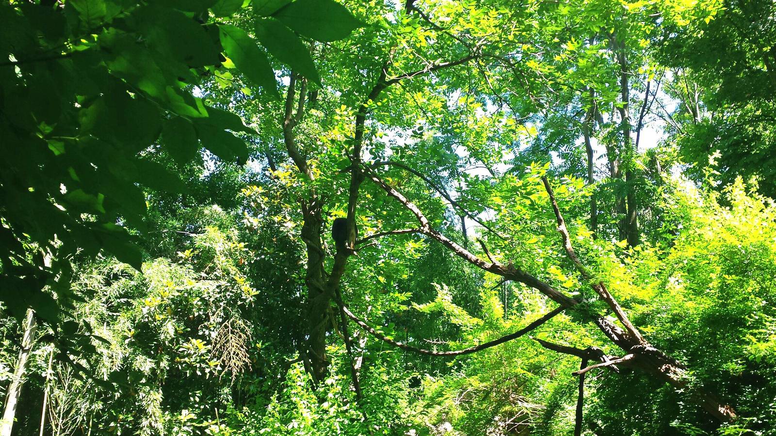 Jungle Trails - Asia