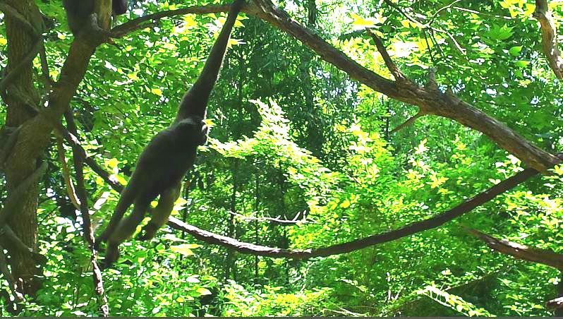 Jungle Trails - Asia