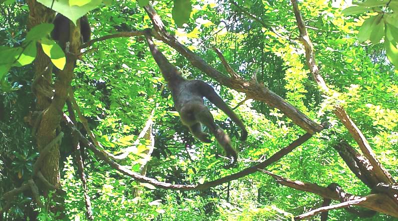 Jungle Trails - Asia