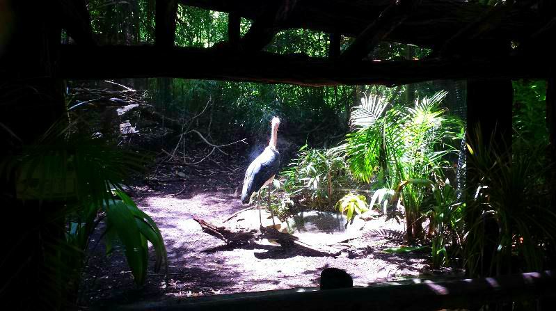 Jungle Trails - Asia