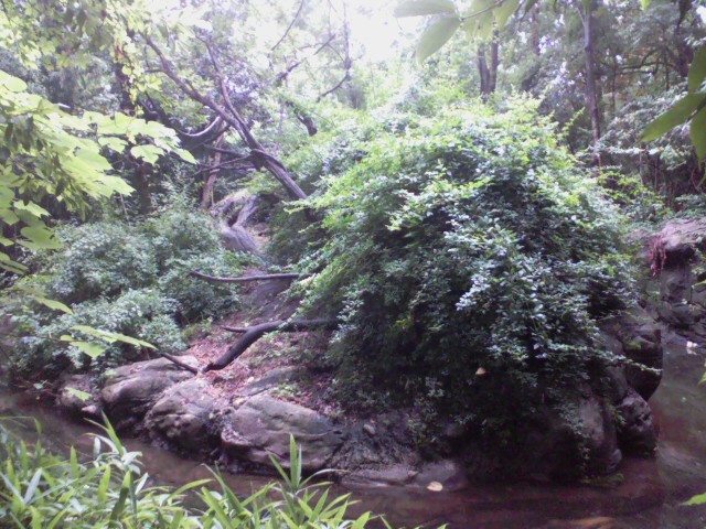 Jungle Trails- Asian Animals Trail- Mueller's Gibbon island