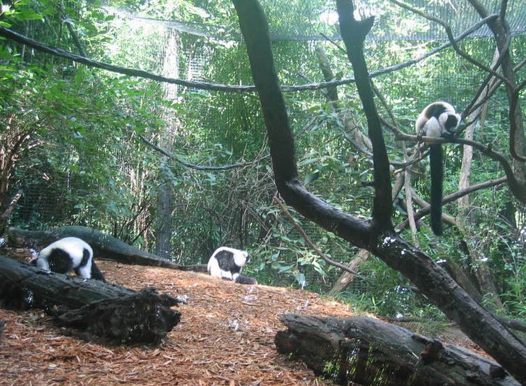 Jungle Trails-Black-and-white Ruffed Lemurs