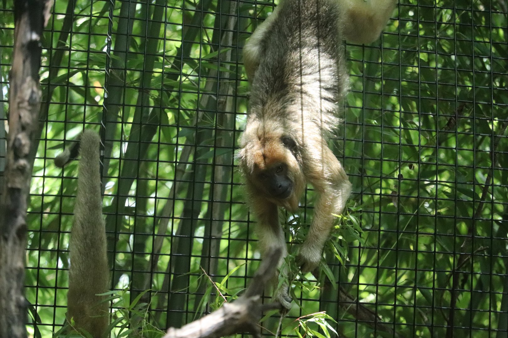 Jungle Trails - Black Howler Monkey